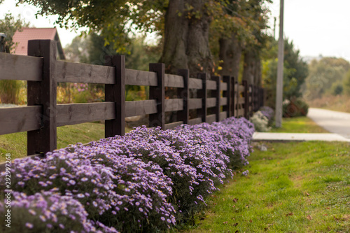 flowers aster autumn along wooden fence