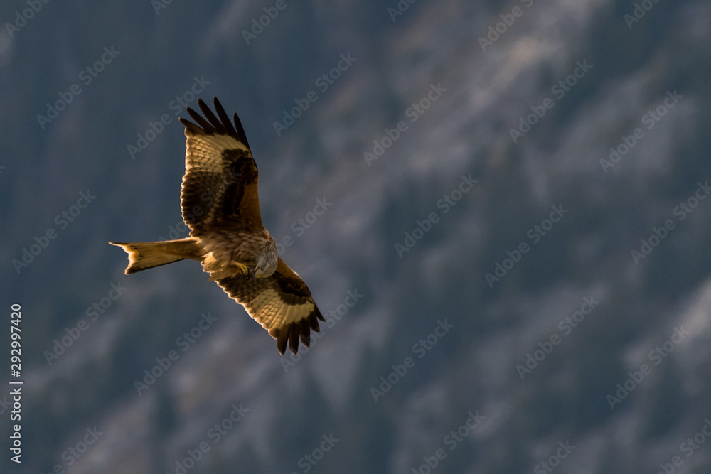 flying Red kite, Milvus milvus in the mountains