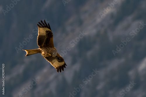 Obraz na płótnie flying Red kite, Milvus milvus in the mountains w salonie