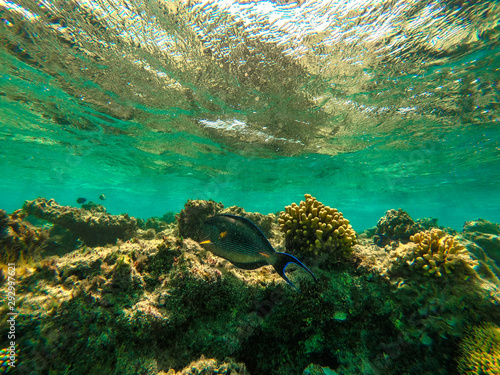 Underwater photo of ocean 