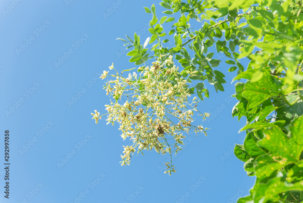 Blooming Sophora japonica flower on tree close-up under blue sky in Vietnam Blooming Sophora japonica flower on tree close-up under blue sky in Vietnam