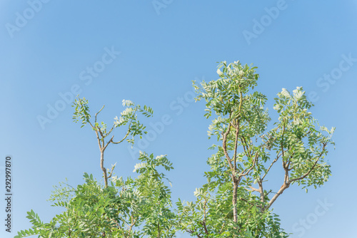 Sophora japonica flower blooming on tree under blue sky in Vietnam