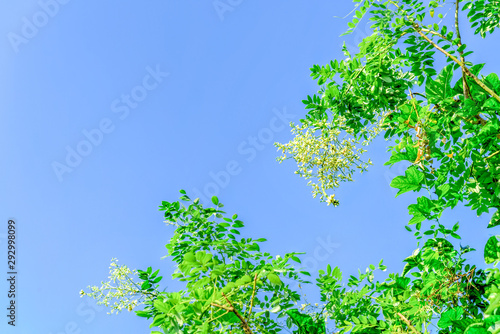 Sophora japonica flower blooming on tree under blue sky in Vietnam photo