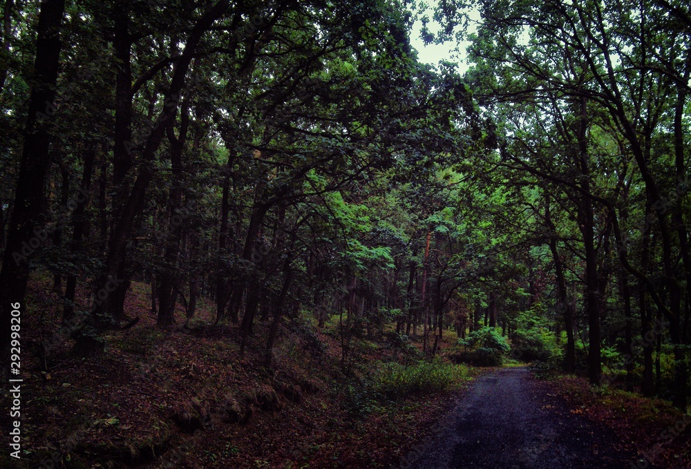 Fototapeta premium Forest road in broad leaf trees forest,forest floor, tree trunks. .