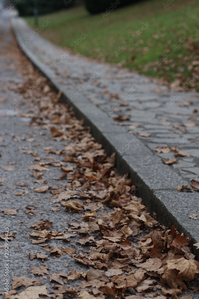Leaves on the ground Leaves on the ground