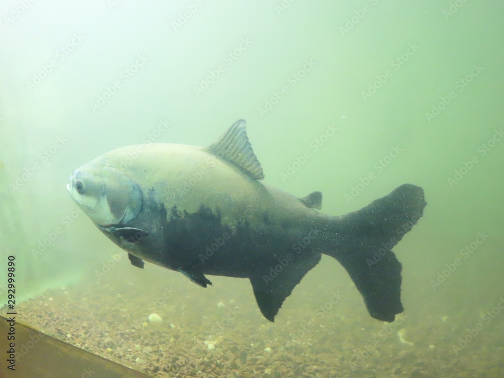 shark in water shark in water