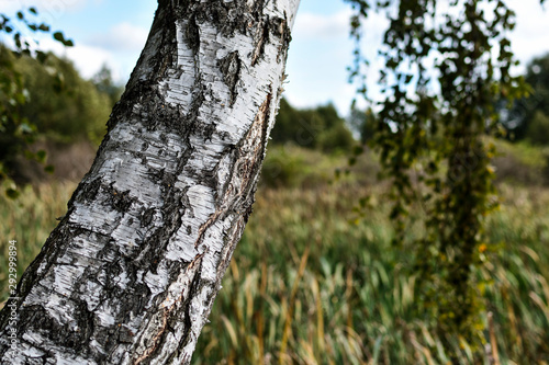 Fototapeta Naklejka Na Ścianę i Meble -  Brzoza