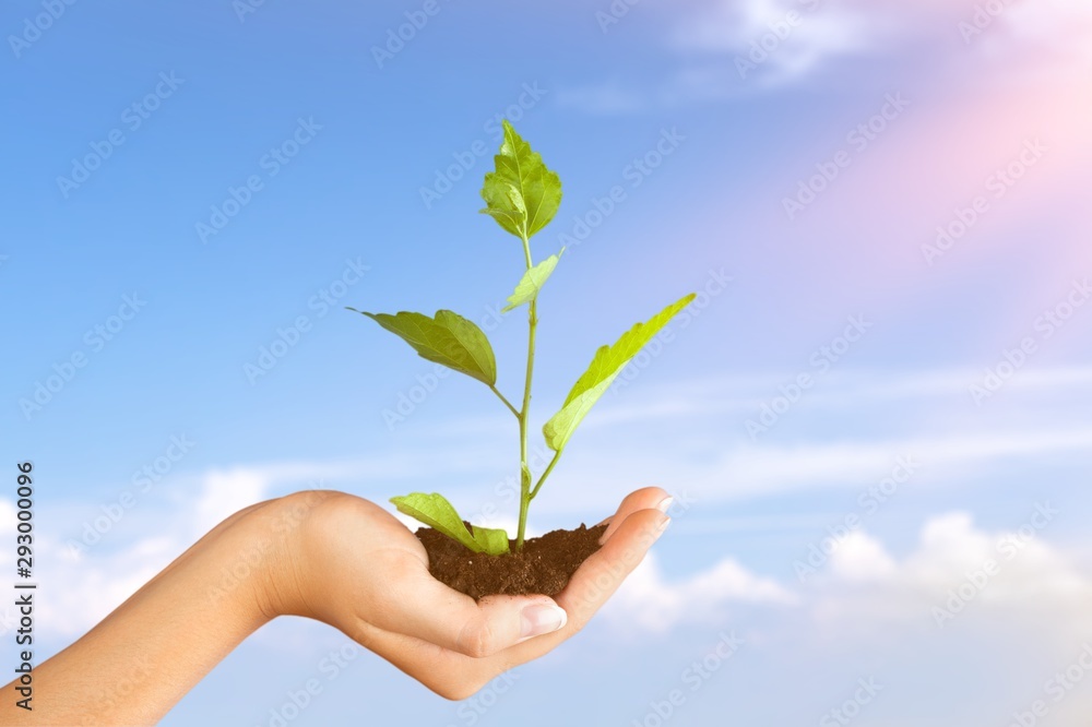 Green Growing Plant in Human Hand on beautiful natural background Green Growing Plant in Human Hand on beautiful natural background
