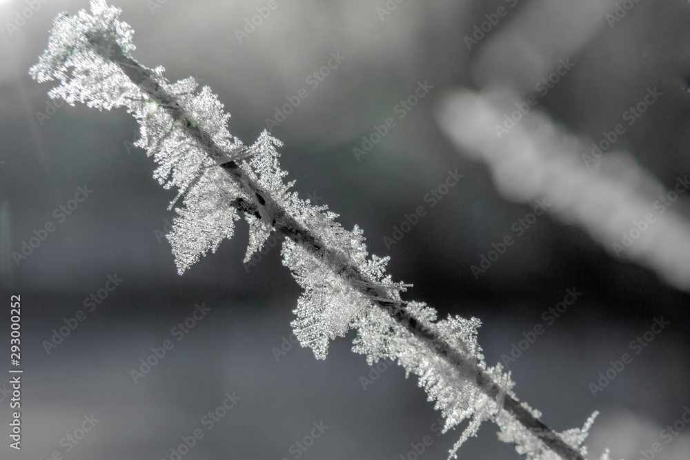 branches are covered with hoarfrost