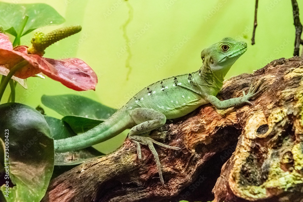 Fototapeta premium Green Basilisk