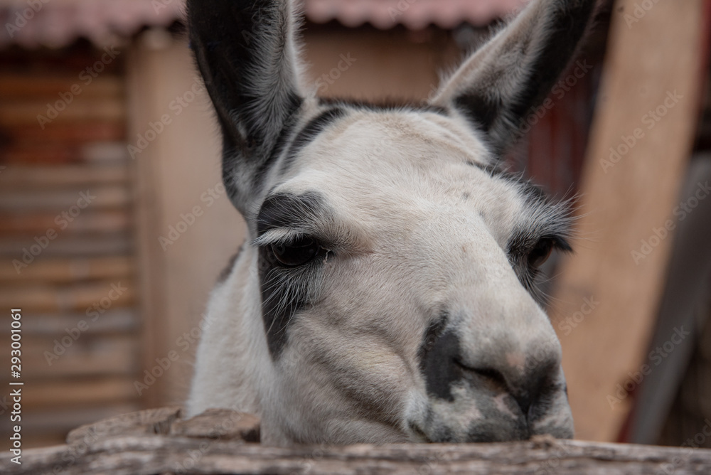 Fototapeta premium ラマ