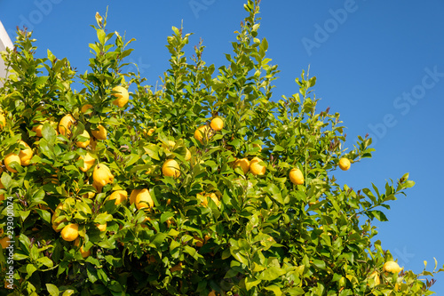 Zitronenbaum an der Rota Vientina, Portugal