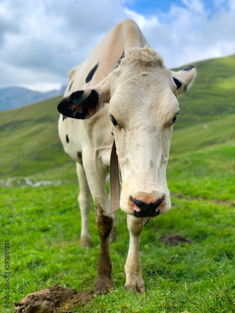 Cow grazes in the Italian Alps Cow grazes in the Italian Alps