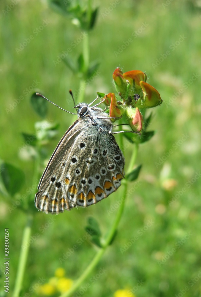custom made wallpaper toronto digitalBeautiful polyommatus butterfly on lotus corniculatus flowers in the meadow, closeup 