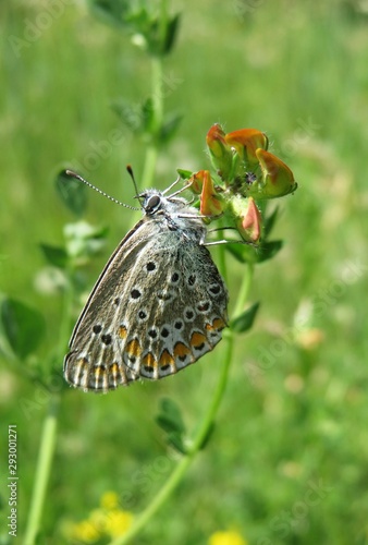 Wallpaper Mural Beautiful polyommatus butterfly on lotus corniculatus flowers in the meadow, closeup  Torontodigital.ca