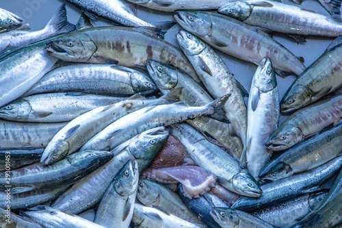 鮭漁 © SAKURA
