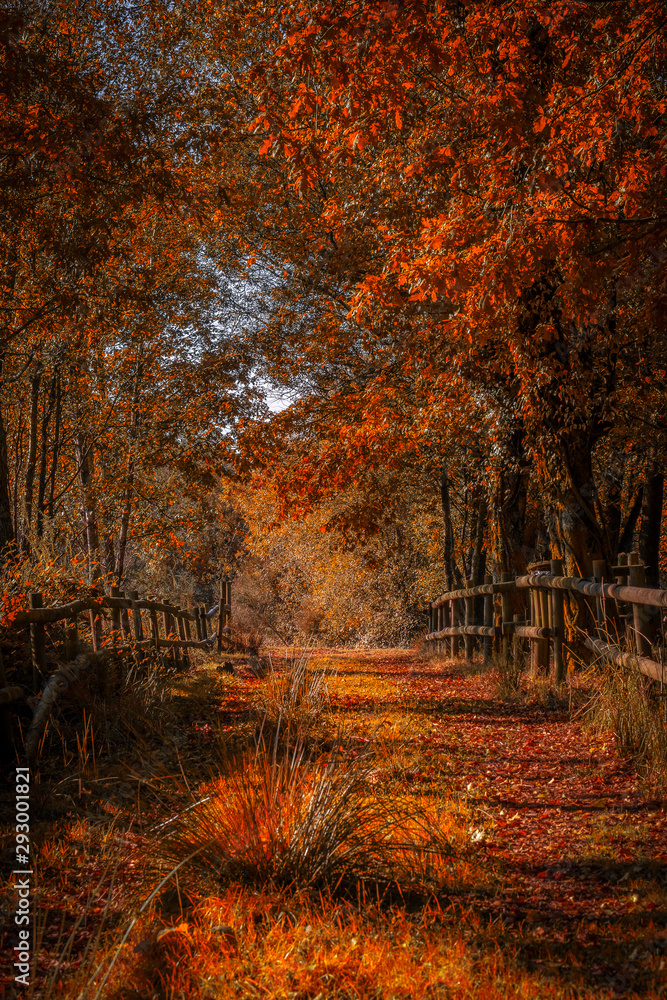 Bonito caminho na floresta no Outono