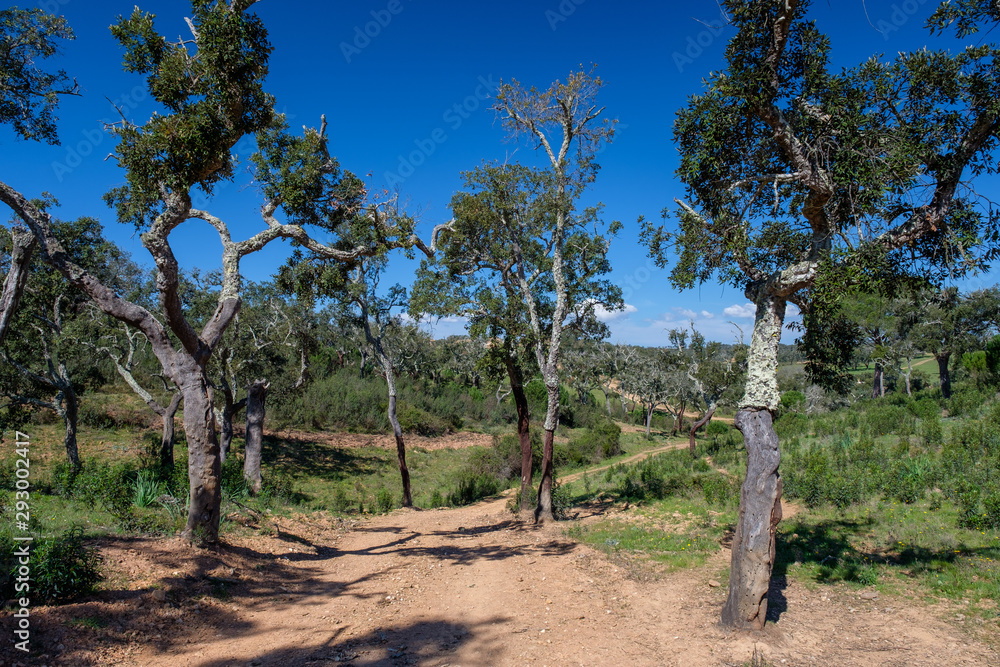 Korkeichen am Fernwanderweg „Rota Vicentina“ (Historischer Weg, Fischerweg) im Süden von Portugal Korkeichen am Fernwanderweg „Rota Vicentina“ (Historischer Weg, Fischerweg) im Süden von Portugal