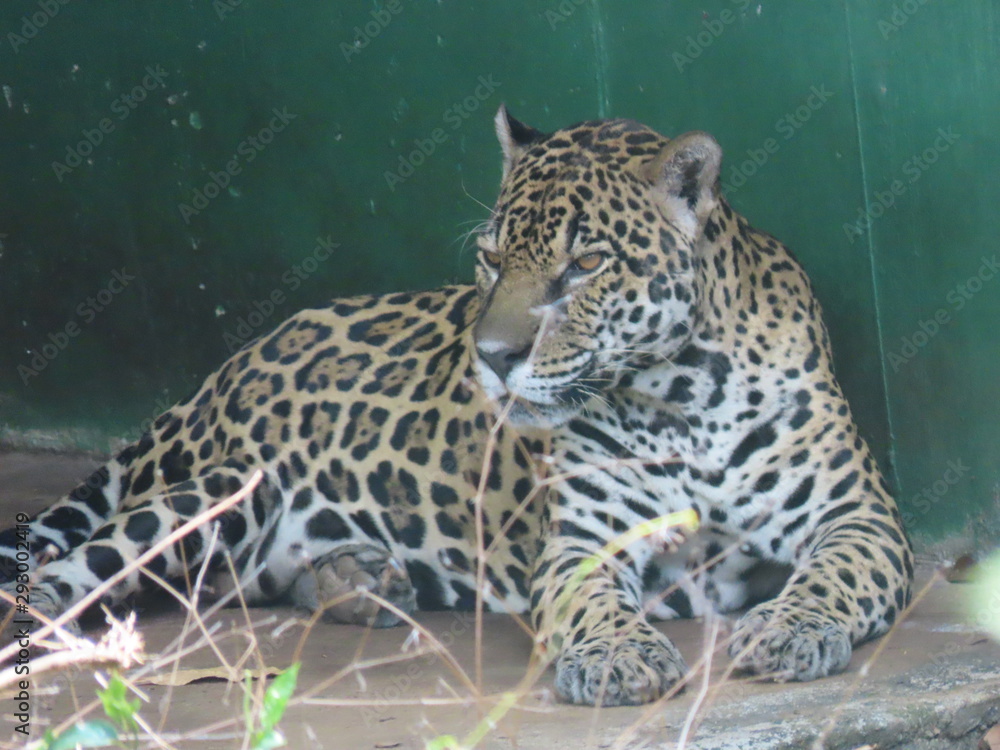 Obraz premium leopard in tree