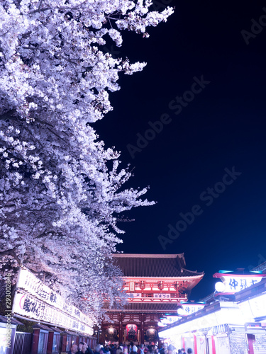 浅草寺と夜桜