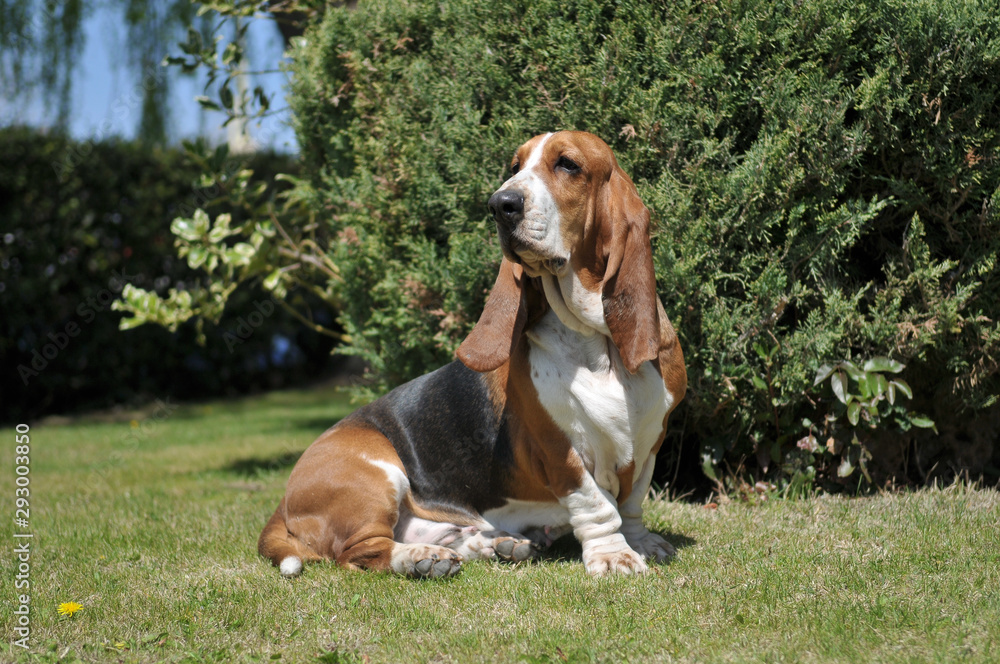 Basset Hound seated  on the grass