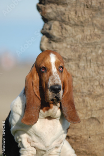 Basset Hound seated on the grass