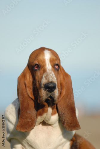 Beatiful head of Basset Hound purebred dog