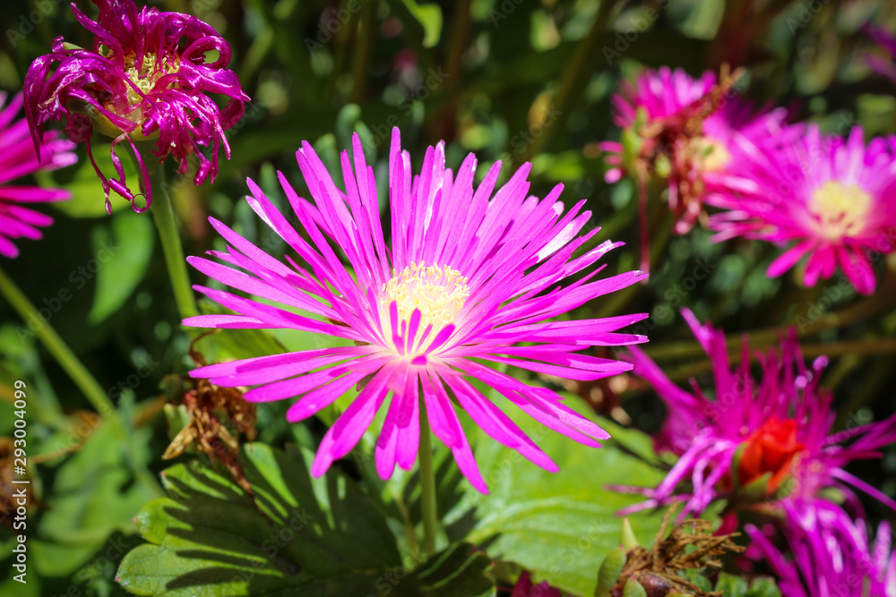 Obraz premium Early spring in the southern hemisphere: bright pink flowers blooming in the garden (Flower: Delosperma cooperi)