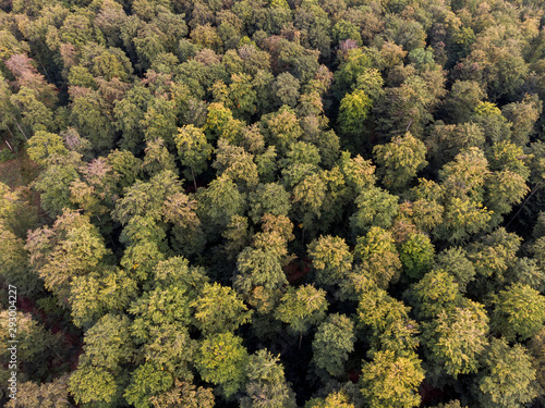 Wald im Herbst - Luftbild