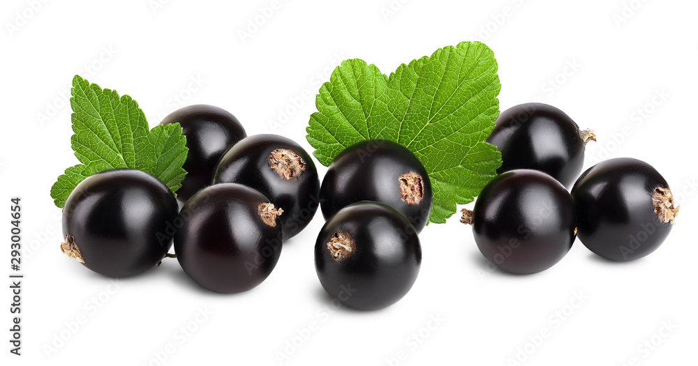 black currant with leaf isolated on white background black currant with leaf isolated on white background