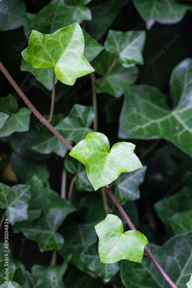 Obraz premium Green leaf texture. Texture of many fresh leaves in neo mint color. Leaf texture background.