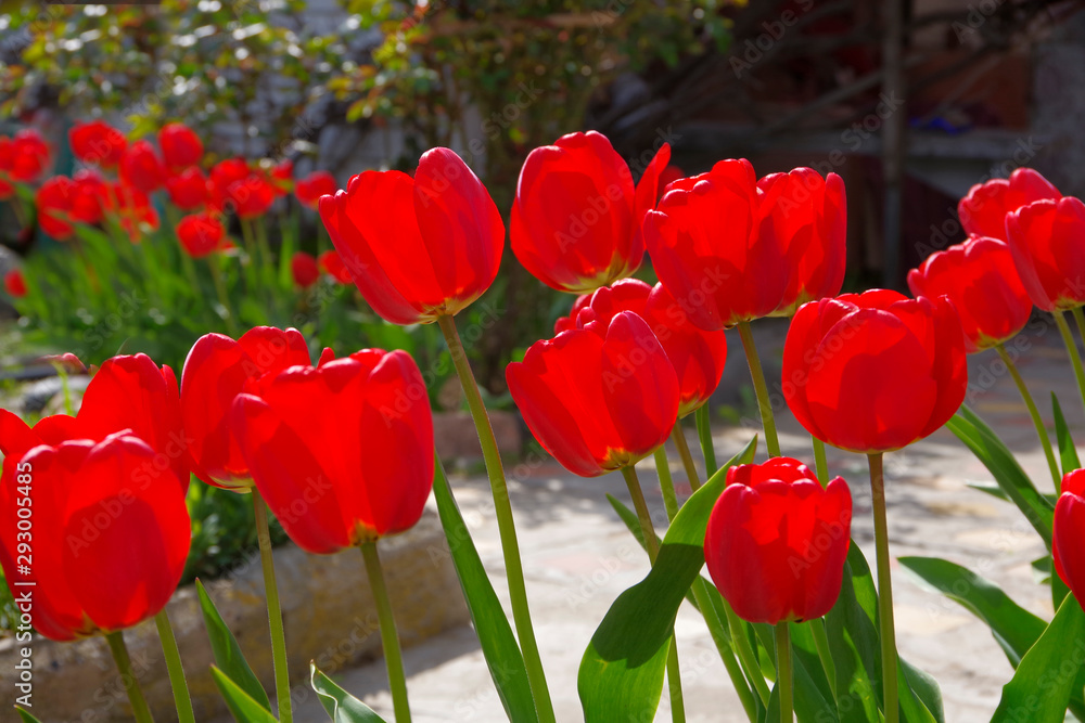Bright red tulips bloom in the garden. Bright red tulips bloom in the garden.