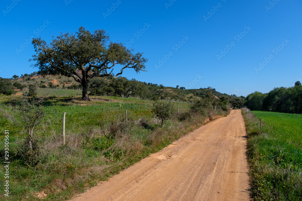 Bäume, Pflanzen und Tiere am Fernwanderweg „Rota Vicentina“ (Historischer Weg, Fischerweg) im Süden von Portugal Bäume, Pflanzen und Tiere am Fernwanderweg „Rota Vicentina“ (Historischer Weg, Fischerweg) im Süden von Portugal