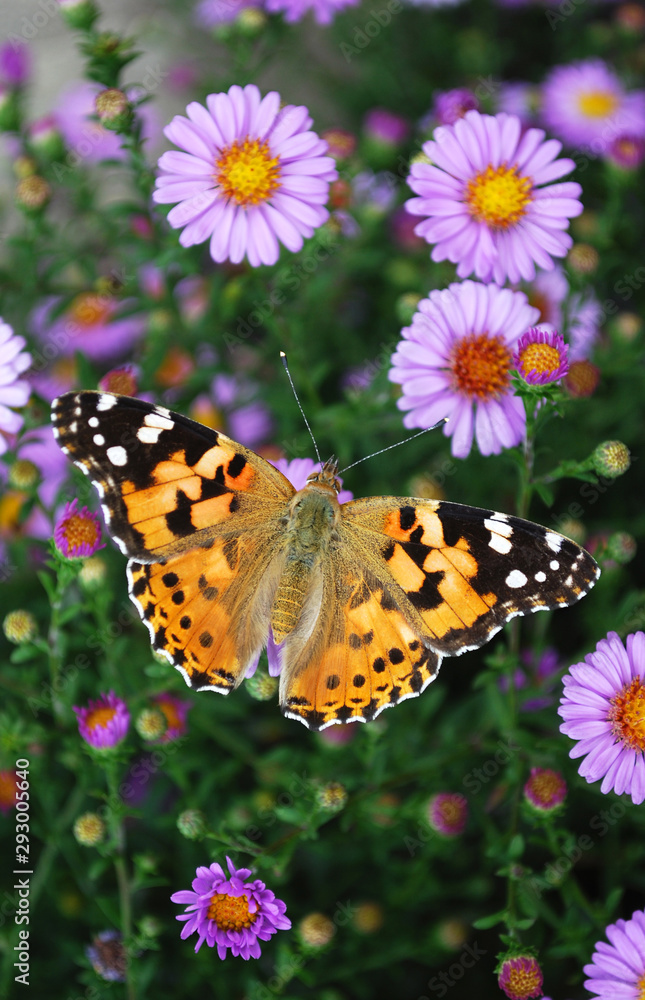 butterfly on a flower butterfly on a flower