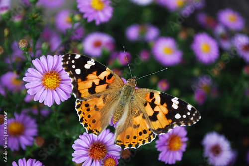butterfly on a flower © svetlana177