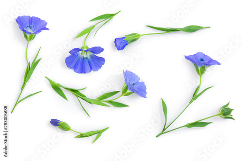 Flowers seed flax or Linum usitatissimum isolated on white background . Top view  flat lay