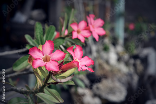 Beautiful pink Adenium flowers photo