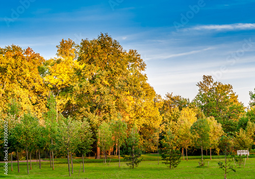Bright trees in the autumn park