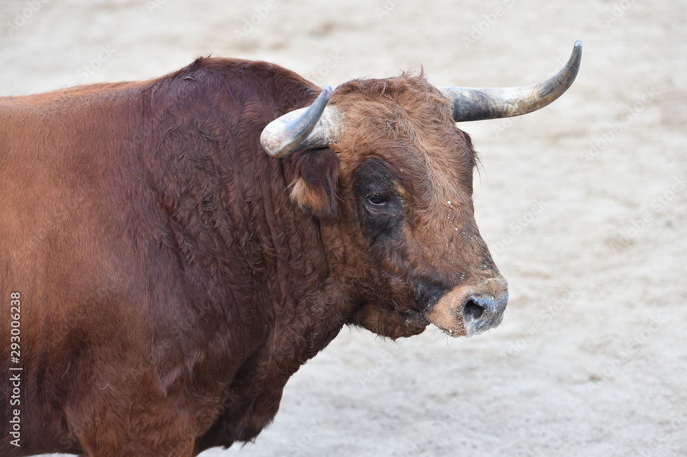toro español con grandes cuernos toro español con grandes cuernos