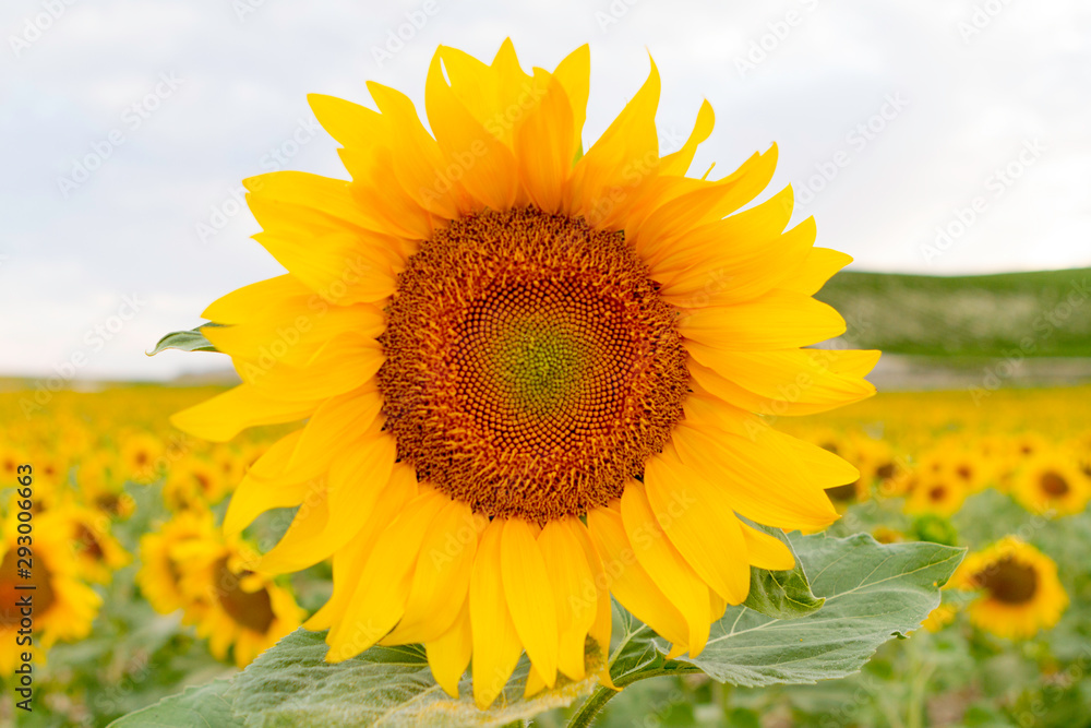 Fototapeta premium Beautiful yellow and orange sunflower