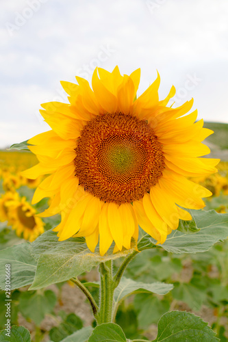 Beautiful yellow and orange sunflower close up
