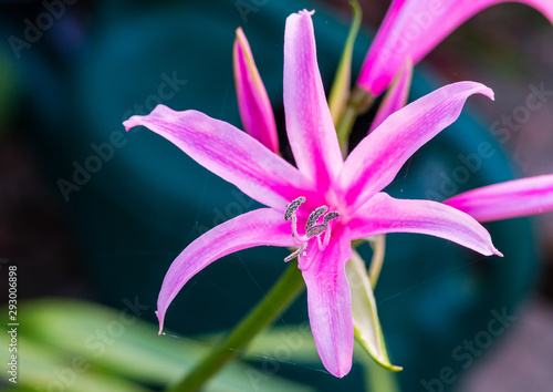 Nerine Bowdenii