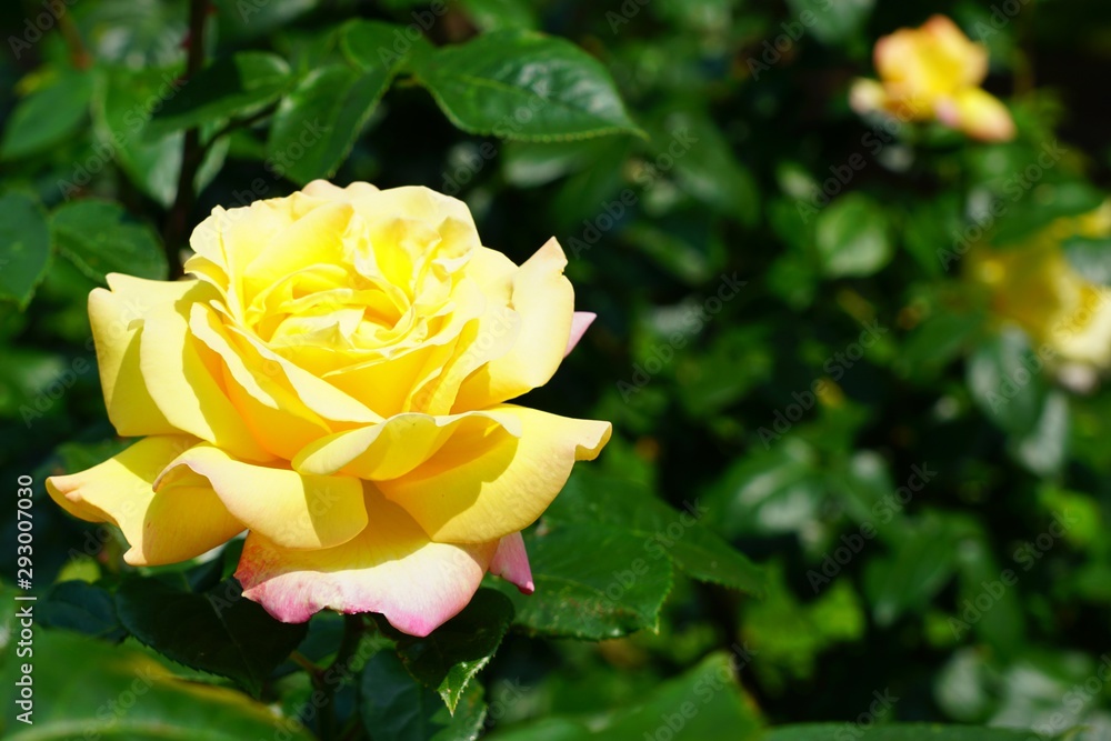 A fragrant yellow rose flower growing in the garden A fragrant yellow rose flower growing in the garden
