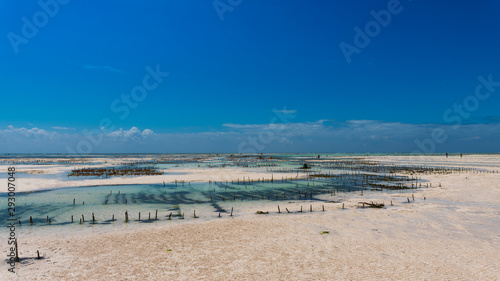 field of seaweeds in zanzibar