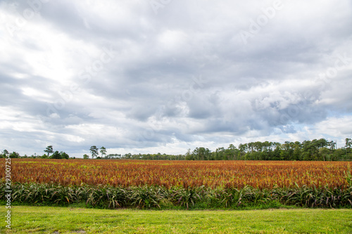 southern delaware sussex county sorghum field