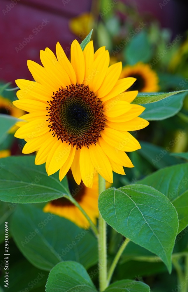 A yellow sunflower (helianthus) in summer A yellow sunflower (helianthus) in summer
