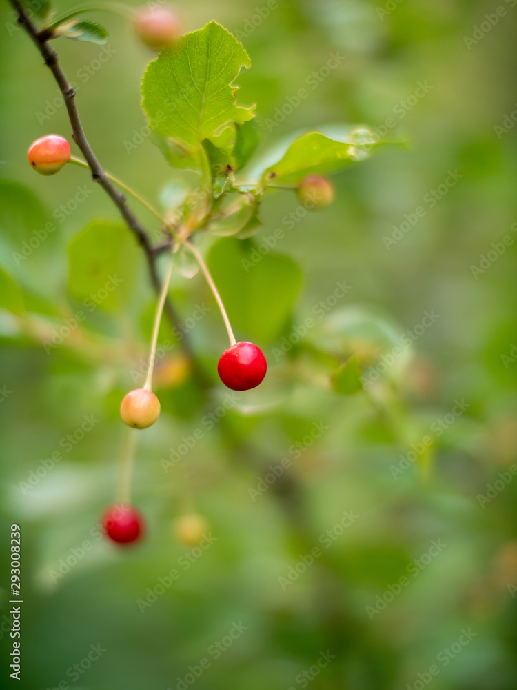 red and yellow berries on a branch