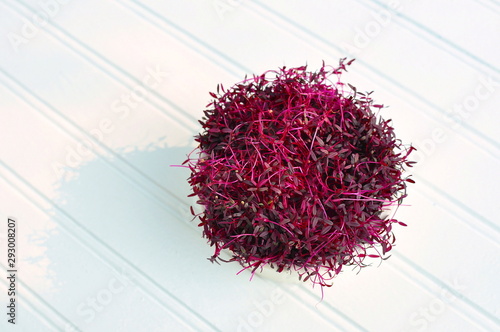 Red Amaranth Microgreens provide concentrated protein and amino acids for a healthy Vegan lifestyle photo