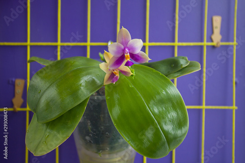 Beautiful rare orchid in pot on blue background photo