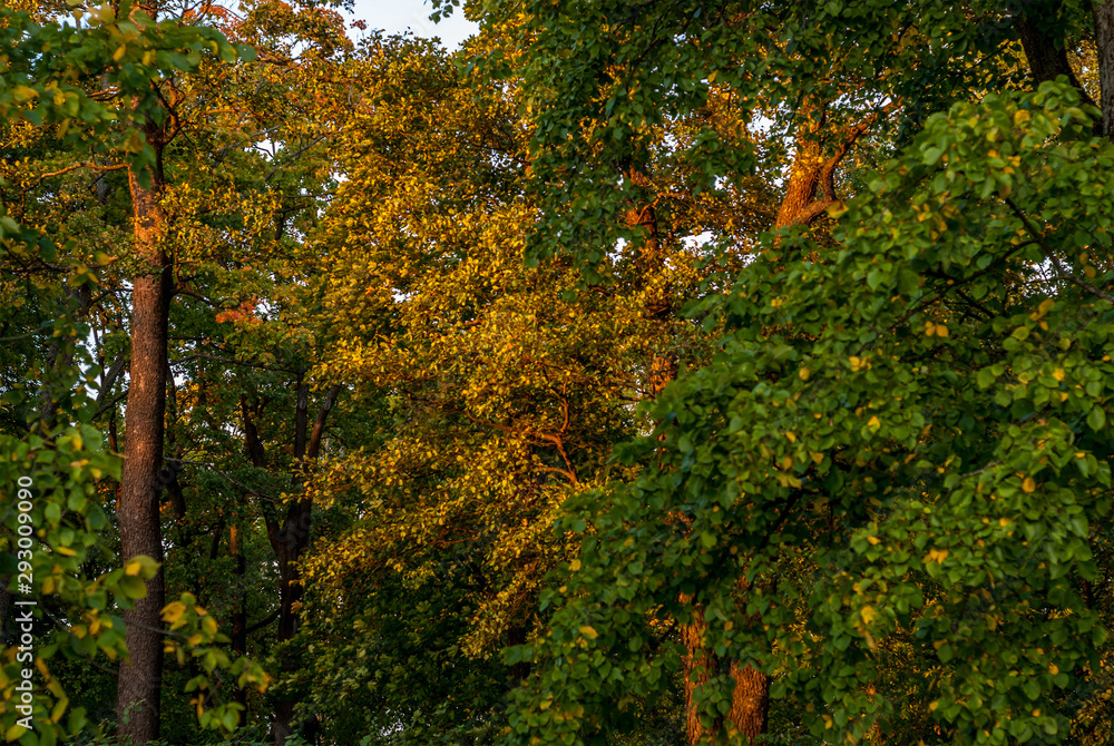 Fototapeta premium Multicolored tree crowns in early autumn